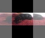 Small Photo #15 Doberman Pinscher Puppy For Sale in SCAPPOOSE, OR, USA