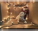 Puppy Dancer Great Pyrenees