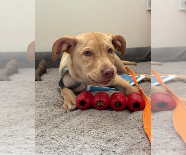 Medium Photo #3 Mutt Puppy For Sale in Wenonah, NJ, USA