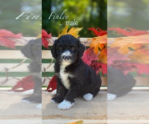 Bernedoodle (Miniature) (+ Poodle Miniature) Puppy for sale in WOODBURY, TN, USA