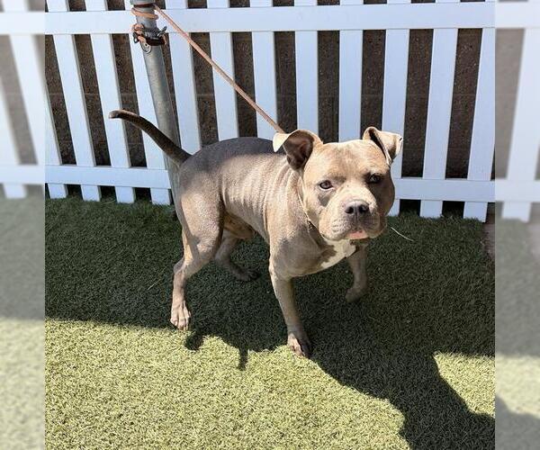Medium Photo #1 Mutt Puppy For Sale in Modesto, CA, USA