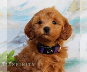 Goldendoodle (Miniature) Puppy for sale in NEWMANSTOWN, PA, USA