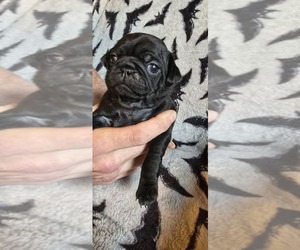 Medium Pug
