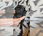 Puppy Puppy 8 Pug