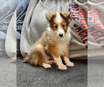 Small #8 Mutt