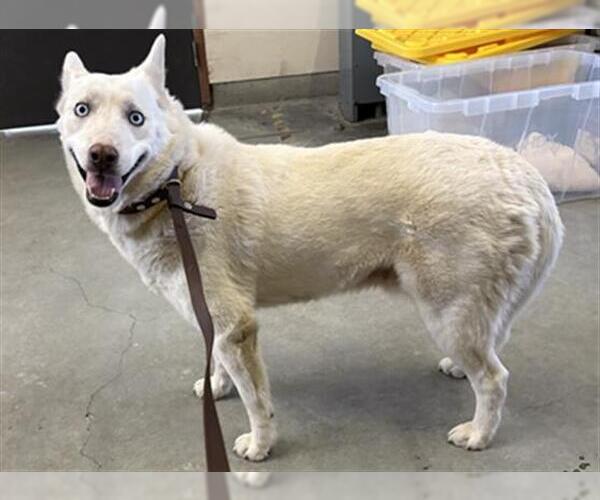 Medium Photo #1 Siberian Husky Puppy For Sale in Camarillo, CA, USA