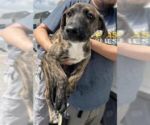 German Shorthaired Pointer-Unknown Mix Dogs for adoption in San Antonio, TX, USA