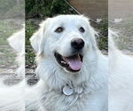 Small #8 Great Pyrenees
