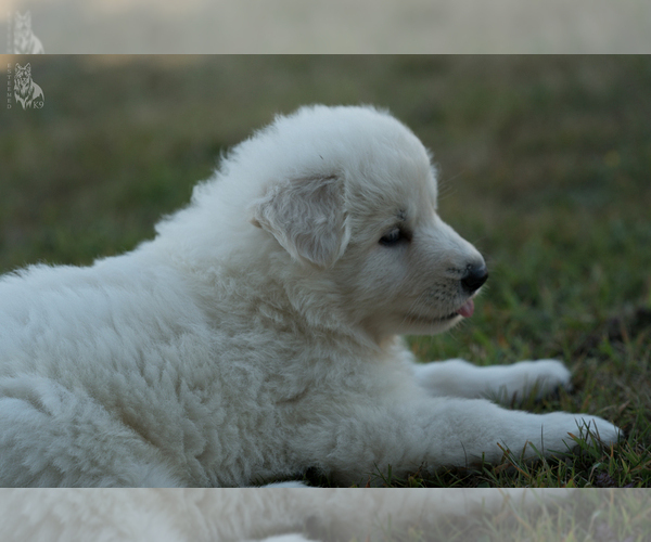 Medium Photo #7 German Shepherd Dog Puppy For Sale in PALERMO, CA, USA