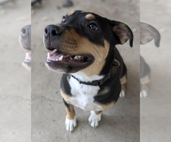Medium Photo #9 Mutt Puppy For Sale in Sandy, UT, USA