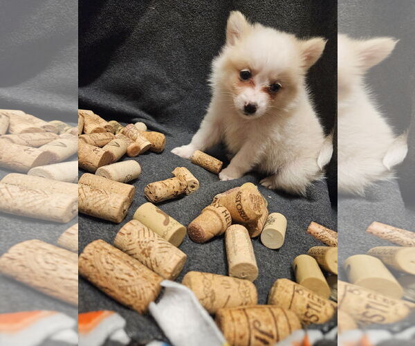 Medium Photo #3 Pomimo Puppy For Sale in Princeton, MN, USA
