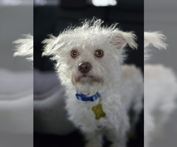 Medium Photo #9 Mutt Puppy For Sale in Sandy, UT, USA