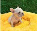 Small #12 French Bulldog