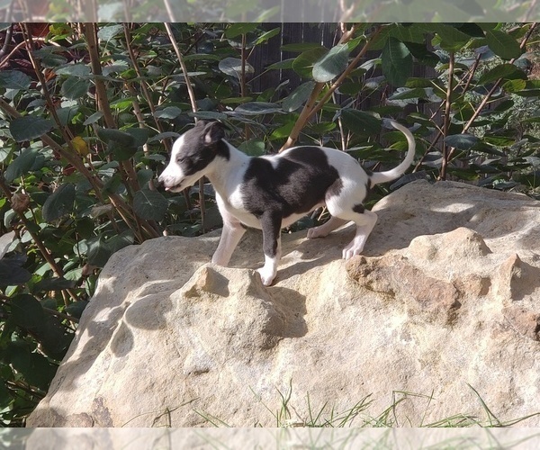 Medium Photo #1 Whippet Puppy For Sale in PARKER, CO, USA