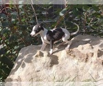 Small Photo #1 Whippet Puppy For Sale in PARKER, CO, USA