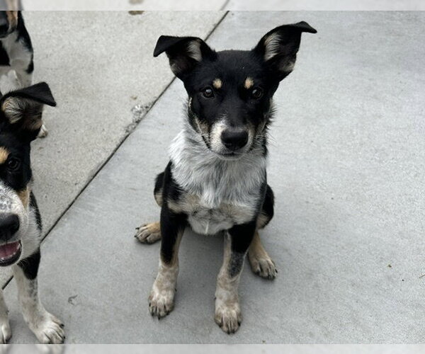 Medium Photo #1 Mutt Puppy For Sale in Santa Cruz, CA, USA