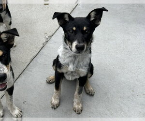 Mutt Dogs for adoption in Santa Cruz, CA, USA