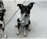 SYDNEY* - Female Mutt Dog for Adoption - Small photo