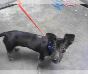 Rat Terrier Dogs for adoption in Tulsa, OK, USA