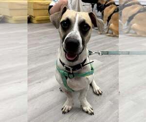 Ryan - Male American Pit Bull Terrier-Basset Hound Mix Dog for Adoption - Photo #2