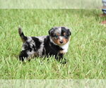 Small #3 Miniature Australian Shepherd