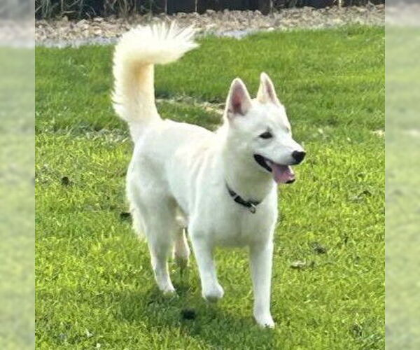 Medium Photo #5 Huskies -Unknown Mix Puppy For Sale in Fargo, ND, USA