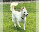 Small #4 Huskies  Mix