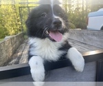 Small Photo #15 Australian Shepherd Puppy For Sale in YADKINVILLE, NC, USA