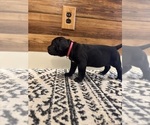 Small Photo #44 Cane Corso Puppy For Sale in BARBOURSVILLE, VA, USA