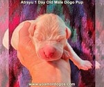 Small Photo #2 Dogo Argentino Puppy For Sale in JANE, MO, USA