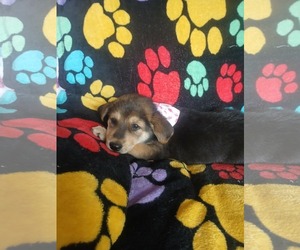 German Shepherd Dog Dogs for adoption in LOGANVILLE, GA, USA
