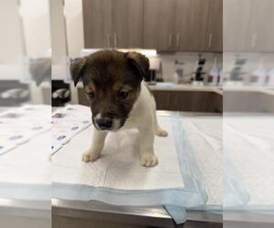 Huskies -Unknown Mix Dogs for adoption in Baytown, TX, USA