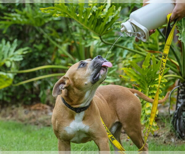 Medium Photo #4 Mutt Puppy For Sale in  Gainesville, FL, USA