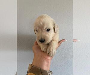 Goldendoodle Dog for Adoption in GALT, California USA