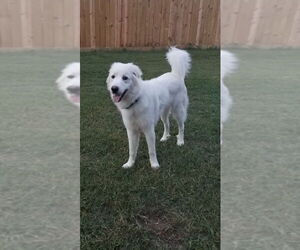 Great Pyrenees Dogs for adoption in Houston, TX, USA