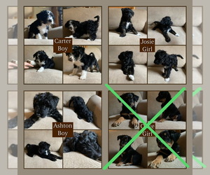 Aussiedoodle-Springerdoodle Mix Puppy for sale in CASTLE, PA, USA