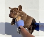 Small #5 French Bulldog