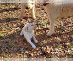 Small Photo #2 Goldendoodle Puppy For Sale in ATHENS, GA, USA