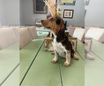 Small Photo #8 Beagle Puppy For Sale in HAZEL GREEN, AL, USA