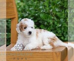 Small #4 Goldendoodle (Miniature)