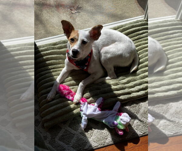 Medium Photo #5 Jack Russell Terrier-Unknown Mix Puppy For Sale in Mundelein, IL, USA