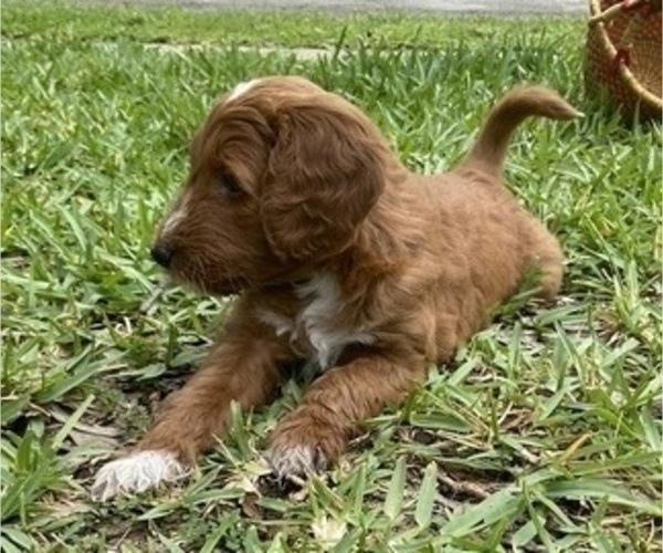 Medium Photo #6 Goldendoodle Puppy For Sale in WINTER SPRINGS, FL, USA