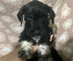 Schnauzer (Miniature) Puppy for sale in PICKENS, SC, USA