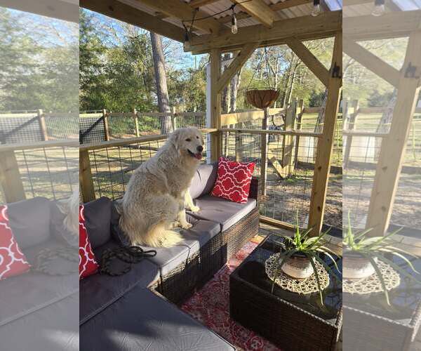 Medium Photo #6 Great Pyrenees Puppy For Sale in Bend, OR, USA