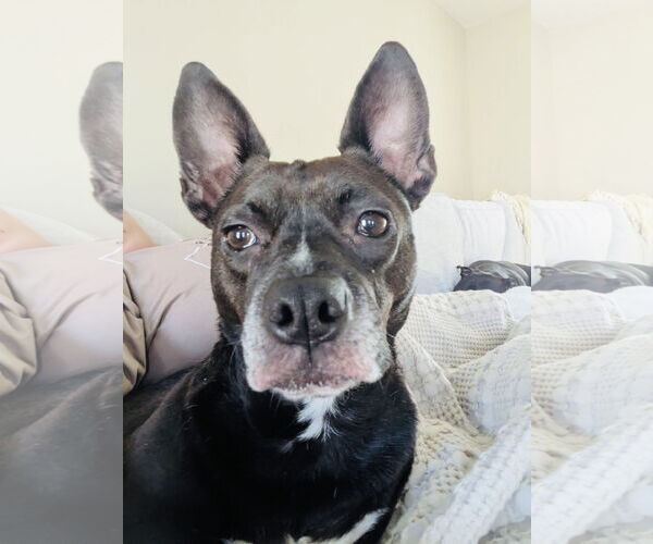 Medium Photo #4 American Pit Bull Terrier-Unknown Mix Puppy For Sale in Germantown, OH, USA