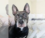 Small #3 American Pit Bull Terrier Mix