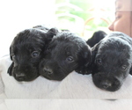 Small Photo #10 Labradoodle Puppy For Sale in ROCKY MOUNT, NC, USA