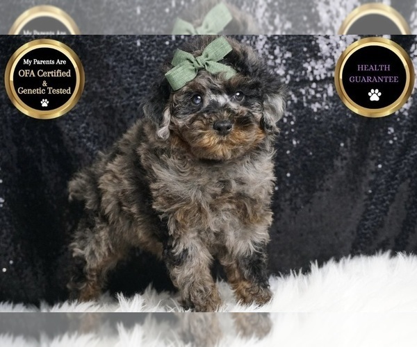 Medium Photo #11 Poodle (Toy) Puppy For Sale in WARSAW, IN, USA