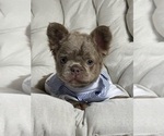 Small #5 French Bulldog