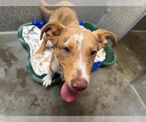 Catahoula Leopard Dog-Unknown Mix Dogs for adoption in Santa Rosa, CA, USA